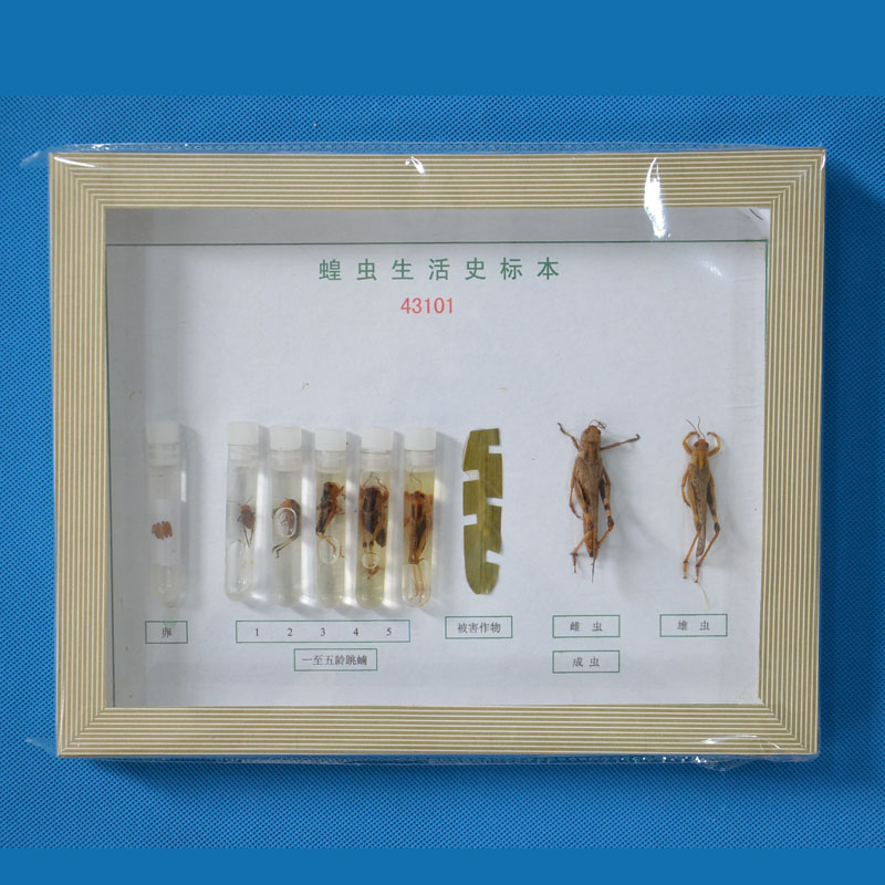 43101xʷ(bio)